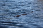 Click to enlarge Everglades National Park, Florida, United States.