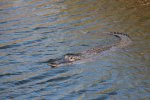 Click to enlarge Everglades National Park, Florida, United States.