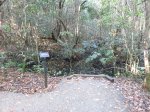 Click to enlarge Everglades National Park, Florida, United States. Gumbo Limbo Trail