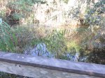 Click to enlarge Everglades National Park, Florida, United States. Gumbo Limbo Trail
