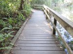 Click to enlarge Everglades National Park, Florida, United States. Gumbo Limbo Trail