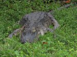 Click to enlarge Everglades National Park, Florida, United States. Injured alligator on side of road.