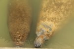 Click to enlarge Everglades National Park, Florida, United States. Manatee at the dock at Flamingo Area.