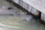 Click to enlarge Everglades National Park, Florida, United States. Manatees around the docks at Flamingo.