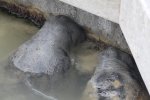 Click to enlarge Everglades National Park, Florida, United States. Manatees around the docks at Flamingo.