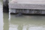 Click to enlarge Everglades National Park, Florida, United States. Manatees at Flamingo.