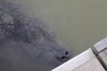 Click to enlarge Everglades National Park, Florida, United States. Manatees at Flamingo.