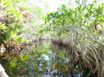 Click to enlarge Everglades National Park, Florida, United States. Nine Mile Pond canoe route through the mangroves.