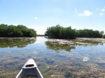 Click to enlarge Everglades National Park, Florida, United States. Nine Mile Pond canoe route through the mangroves.