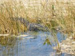 Click to enlarge Everglades National Park, Florida, United States. Nine Mile Pond canoe route through the mangroves.