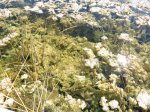 Click to enlarge Everglades National Park, Florida, United States. Nine Mile Pond canoe route through the mangroves.