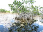 Click to enlarge Everglades National Park, Florida, United States. Nine Mile Pond canoe route through the mangroves.