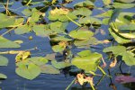 Click to enlarge Everglades National Park, Florida, United States. Royal Palms