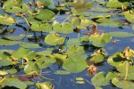 Click to enlarge Everglades National Park, Florida, United States. Royal Palms