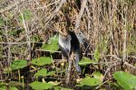 Click to enlarge Everglades National Park, Florida, United States. Royal Palms