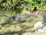 Click to enlarge Everglades National Park, Florida, United States. Shark Valley bike and tram trail.