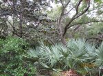 Click to enlarge Anastasia State Park, Florida, United States. Anastasia State Park lush foliage with great variety...see 4 or more plants in this one photo!