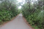 Click to enlarge Anastasia State Park, Florida, United States. Entrance road to queen conch loop