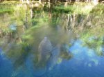 Click to enlarge Blue Spring State Park, Florida, United States.