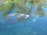 Click to enlarge Blue Spring State Park, Florida, United States.