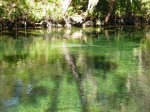 Click to enlarge Blue Spring State Park, Florida, United States.