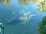 Click to enlarge Blue Spring State Park, Florida, United States.