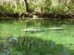 Click to enlarge Blue Spring State Park, Florida, United States.