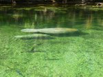 Click to enlarge Blue Spring State Park, Florida, United States.