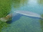 Click to enlarge Blue Spring State Park, Florida, United States.