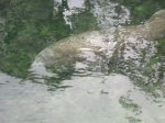 Click to enlarge Blue Spring State Park, Florida, United States. Manatee