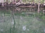 Click to enlarge Blue Spring State Park, Florida, United States. Manatees