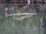 Click to enlarge Blue Spring State Park, Florida, United States. Manatees at Blue Springs