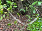 Royal Palm Hammock Nature trail closed for repair from hurricane.