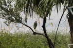 Click to enlarge Curry Hammock State Park, Florida, United States. Birds of Curry Hammock