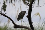 Click to enlarge Curry Hammock State Park, Florida, United States. Birds of Curry Hammock
