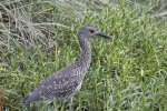 Click to enlarge Curry Hammock State Park, Florida, United States. Birds of Curry Hammock