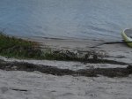 Click to enlarge Curry Hammock State Park, Florida, United States.