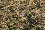 Click to enlarge Curry Hammock State Park, Florida, United States. crab