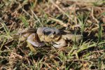 Click to enlarge Curry Hammock State Park, Florida, United States. crab