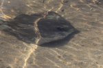 Click to enlarge Curry Hammock State Park, Florida, United States. stingray