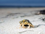 Click to enlarge St. George Island State Park, Florida, United States. Hermit crab on the beach