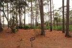 Click to enlarge Faver-Dykes State Park, Florida, United States. Day use area.