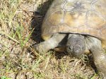 Click to enlarge E G Simmons County Park, Florida, United States.