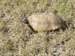 Click to enlarge E G Simmons County Park, Florida, United States.