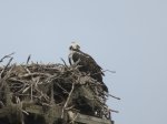 E G Simmons County Park, Florida, United States. Eagles nest in park.