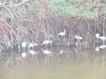 E G Simmons County Park, Florida, United States. Lots of water birds in the internal waterways.