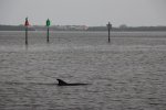 Click to enlarge Dolphins on the beach.