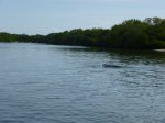 Click to enlarge Manatees in the bay.