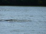 Click to enlarge Manatees in the bay.