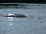 Click to enlarge Manatees in the bay.